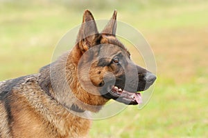 German shepherd dog