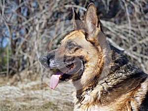 German shepherd dog