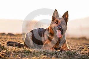 German Shepherd Dog