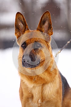 German Shepherd dog