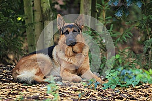 German Shepherd dog