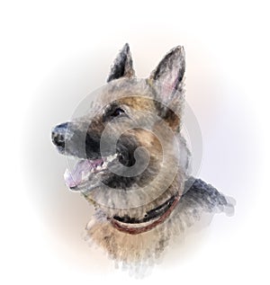 German shepherd dog