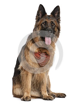 German Shepherd dog, 5 years old, sitting