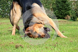 German Shepherd Dog