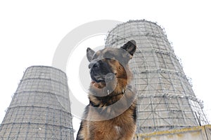 German shepherd dog