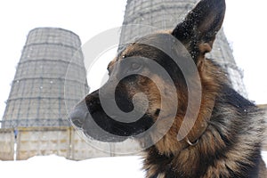 German shepherd dog