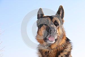 German shepherd dog