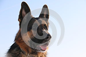 German shepherd dog