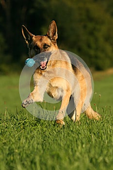 German Shepherd dog