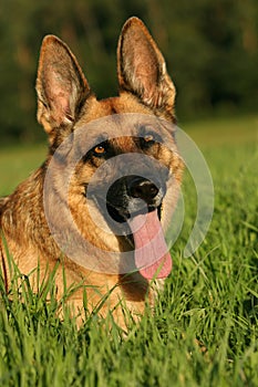 German Shepherd dog