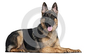 German Shepherd Dog, 8 months old, lying