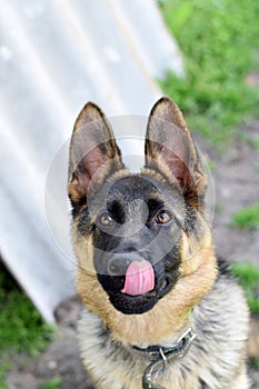 German shepherd dog