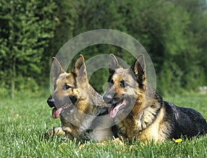 German Shepherd Dog, Adults laying on Grass