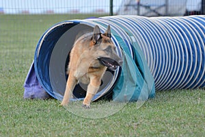 German Shepherd at a Dog Agility Trial