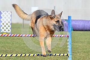 German Shepherd at a Dog Agility Trial