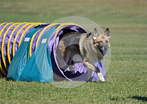 German Shepherd at a Dog Agility Trial