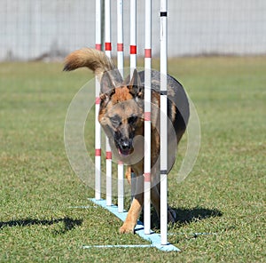 German Shepherd at a Dog Agility Trial