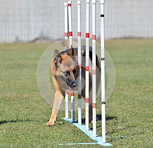 German Shepherd at a Dog Agility Trial