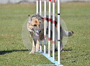 German Shepherd at a Dog Agility Trial