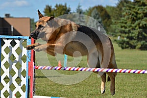 German Shepherd at a Dog Agility Trial