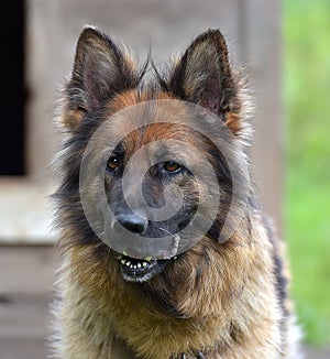 German shepherd in a booth