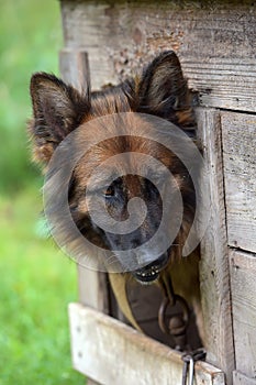 German shepherd in a booth
