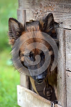 German shepherd in a booth