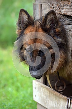 German shepherd in a booth
