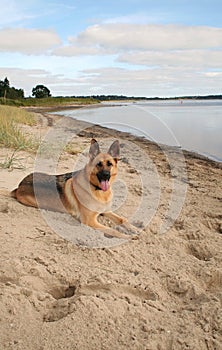 German Shepherd dog on beach