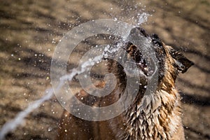 German Shepherd dog being sprayed in face by water hose