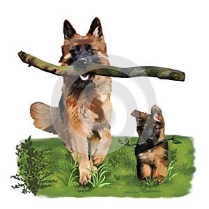 A German Shepherd dog with a big branch in her  mouth and hes puppy. Digital painting
