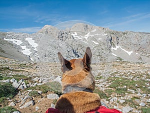 El perro él piensa montanoso 