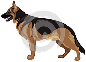 German shepherd dog breed color realistic vector illustration