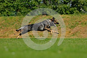 German Shepherd Dog, is a breed of large-sized working dog that originated in Germany, sitting in the green grass with nature back