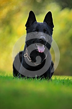 German Shepherd Dog, is a breed of large-sized working dog that originated in Germany, sitting in the green grass with nature back photo