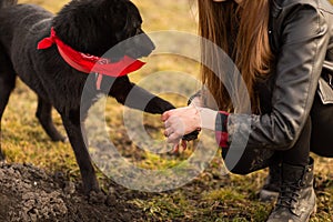 German Shepherd dog Brovko Vivchar walking in field with his mistress