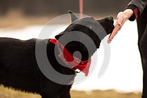 German Shepherd dog Brovko Vivchar walking by village lake with his master