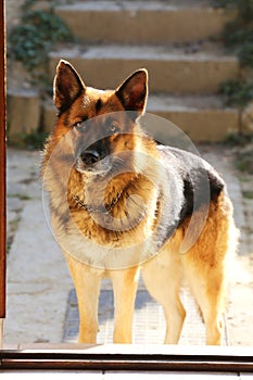 German shepherd dog canine portrait close up