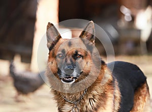 German shepherd dog canine portrait close up