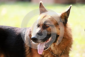 German shepherd dog canine portrait close up