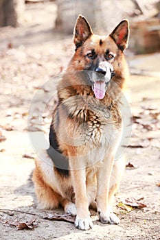 German shepherd dog canine portrait close up