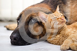 German Shepherd Dog and cat together