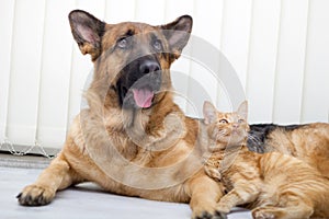 German Shepherd Dog and cat together cat and dog together lying