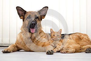 Chiudere un bellissimo gatto e cane insieme disteso sul pavimento.