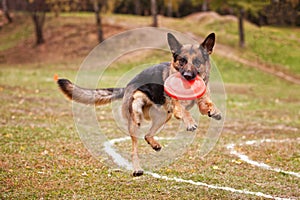 German shepherd dog catches a Frisbee in the autumn in the field