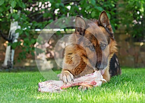 German shepherd dog chewing on a bone in garden