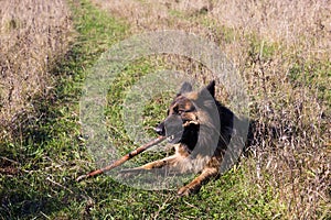 German shepherd dog chewing on a stick