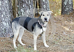 German Shepherd Dog and Chinese Shar Pei mixed breed dog