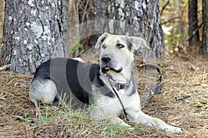 German Shepherd Dog and Chinese Shar Pei mixed breed dog