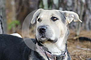 German Shepherd Dog and Chinese Shar Pei mixed breed dog